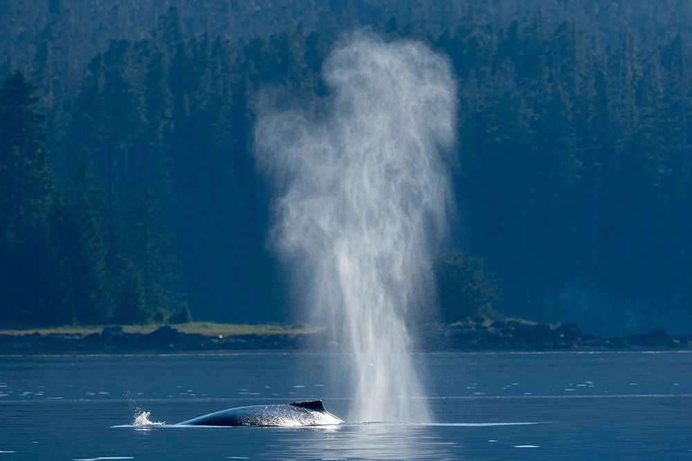 Alaska-Mist from exhaled breath of Humpback Whale swimming in Frederick Sound near Kupreanof Island